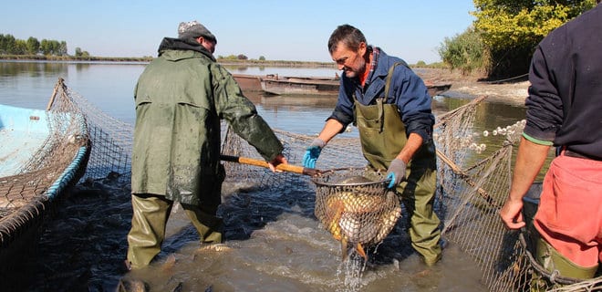 Украина начала полную реорганизацию рыбного хозяйства